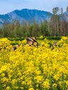 Mustard field