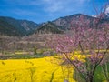 Mustard field