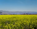 Mustard Field Royalty Free Stock Photo