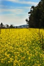 Mustard field