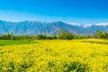 Mustard field with Beautiful snow covered mountains landscape K