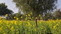 Mustard field landscape. Beautiful yellow flowers and green leaves. Trees and blue sky. Royalty Free Stock Photo