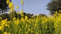 Mustard field landscape. Beautiful yellow flowers and green leaves. Trees and blue sky. Royalty Free Stock Photo