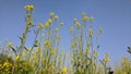 Mustard field landscape. Beautiful yellow flowers and green leaves. Trees and blue sky. Royalty Free Stock Photo