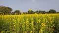 Mustard field landscape. Beautiful yellow flowers and green leaves. Trees and blue sky. Royalty Free Stock Photo