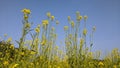 Mustard field landscape. Beautiful yellow flowers and green leaves. Trees and blue sky. Royalty Free Stock Photo