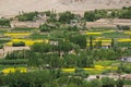 Mustard field in Leh Ladakh,India.