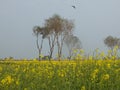 Mustard Field in Pakistan