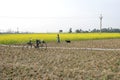 Mustard field at rural west bengal