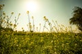 mustard field stock photo Royalty Free Stock Photo