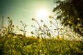 mustard field stock photo Royalty Free Stock Photo