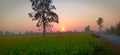 Mustard Field, Sunrise, Village Sunrise Seen, India, Typical Village