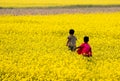 Mustard field Royalty Free Stock Photo