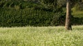 The mustard field with white flower in DonDuong - Dalat- VietNam