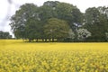 Mustard field Royalty Free Stock Photo