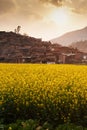 Mustard fields and an ancient village Royalty Free Stock Photo