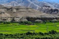 Mustard fields in leh and ladakh Royalty Free Stock Photo