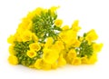 Mustard Flower blossom Royalty Free Stock Photo