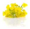 Mustard Flower blossom. Royalty Free Stock Photo