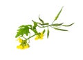 Mustard Flower blossom, Canola or Oilseed Rapeseed Royalty Free Stock Photo