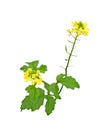 Mustard Flower blossom, Canola or Oilseed Rapeseed Royalty Free Stock Photo