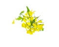 Mustard Flower blossom, Canola or Oilseed Rapeseed Royalty Free Stock Photo