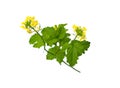 Mustard Flower blossom, Canola or Oilseed Rapeseed Royalty Free Stock Photo