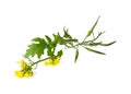 Mustard Flower blossom, Canola or Oilseed Rapeseed Royalty Free Stock Photo