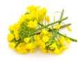 Mustard Flower blossom Royalty Free Stock Photo