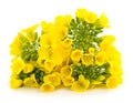 Mustard Flower blossom Royalty Free Stock Photo