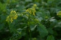 Mustard flower closeup. Field of young flowering spice.