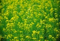 Mustard flower field is full blooming