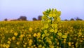 Mustard Flower field in rural area