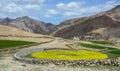 Mustard flower field at sunny day in Leh, India Royalty Free Stock Photo