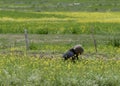 Beautiful mustard flower field in Zanskar valley,Leh India Royalty Free Stock Photo