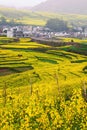 Mustard flower fields and an ancient village Royalty Free Stock Photo