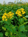 Mustard flower