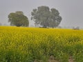 Mustard flower in Indian agriculture