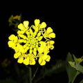Mustard flower , Indian mustard flower , yellow mustard flower , mustard flower with black background , single mustard flower Royalty Free Stock Photo