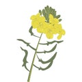 Mustard flower isolated