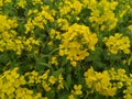 the mustard flower in mustard field