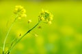 Mustard flower Royalty Free Stock Photo