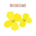 Mustard flower. Organic condiment. Cartoon flat style. Vector illustration