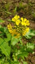 Mustard Flower Plant Royalty Free Stock Photo