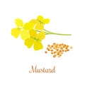 Mustard flower and seeds Royalty Free Stock Photo