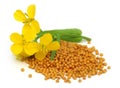Mustard flower with seeds Royalty Free Stock Photo