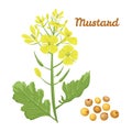 Mustard. Flower and seeds. Vector illustration