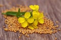 Mustard flower with seeds Royalty Free Stock Photo
