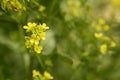 Mustard flower Sinapis Aiba yellow flowers and pla Royalty Free Stock Photo