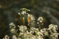 Mustard flower You must like it Royalty Free Stock Photo